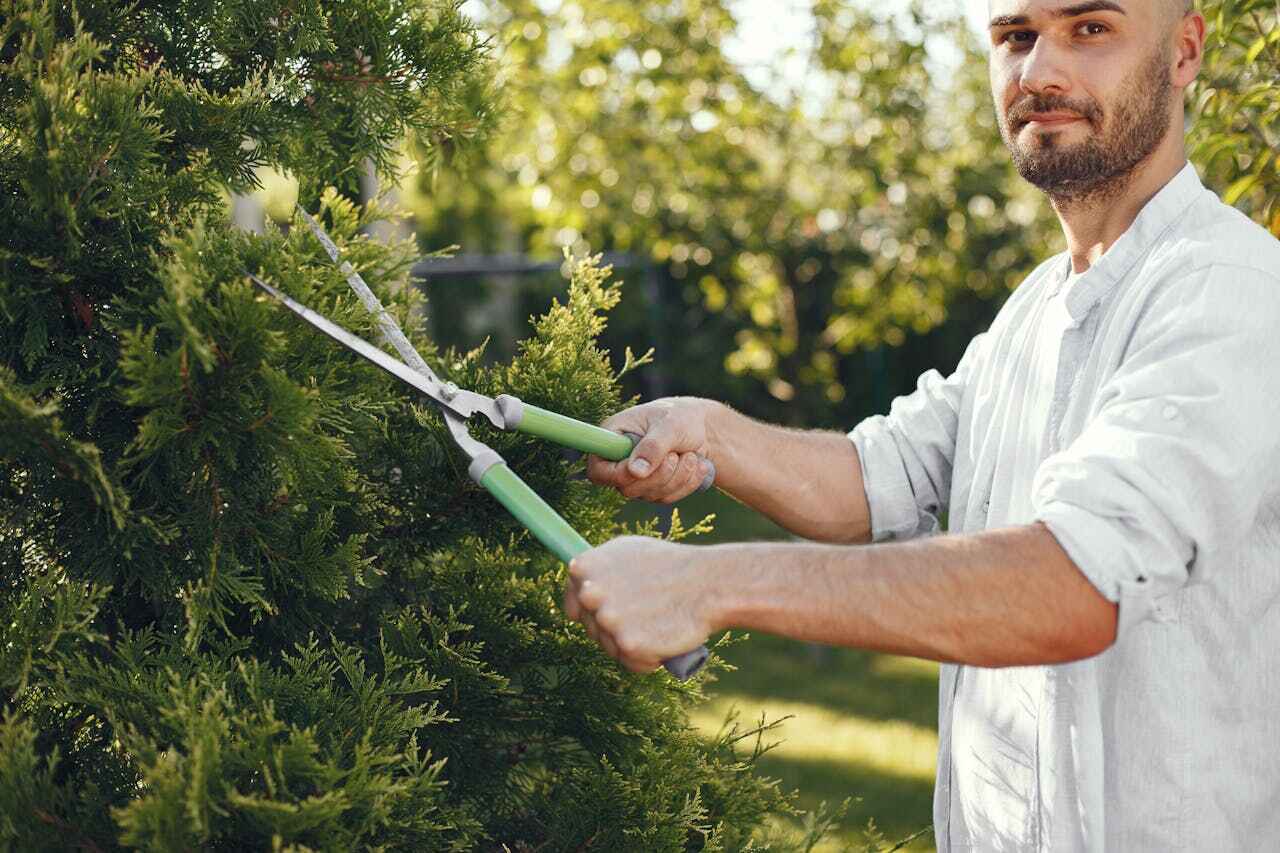 Best Professional Tree Care  in Wabasso Beach, FL